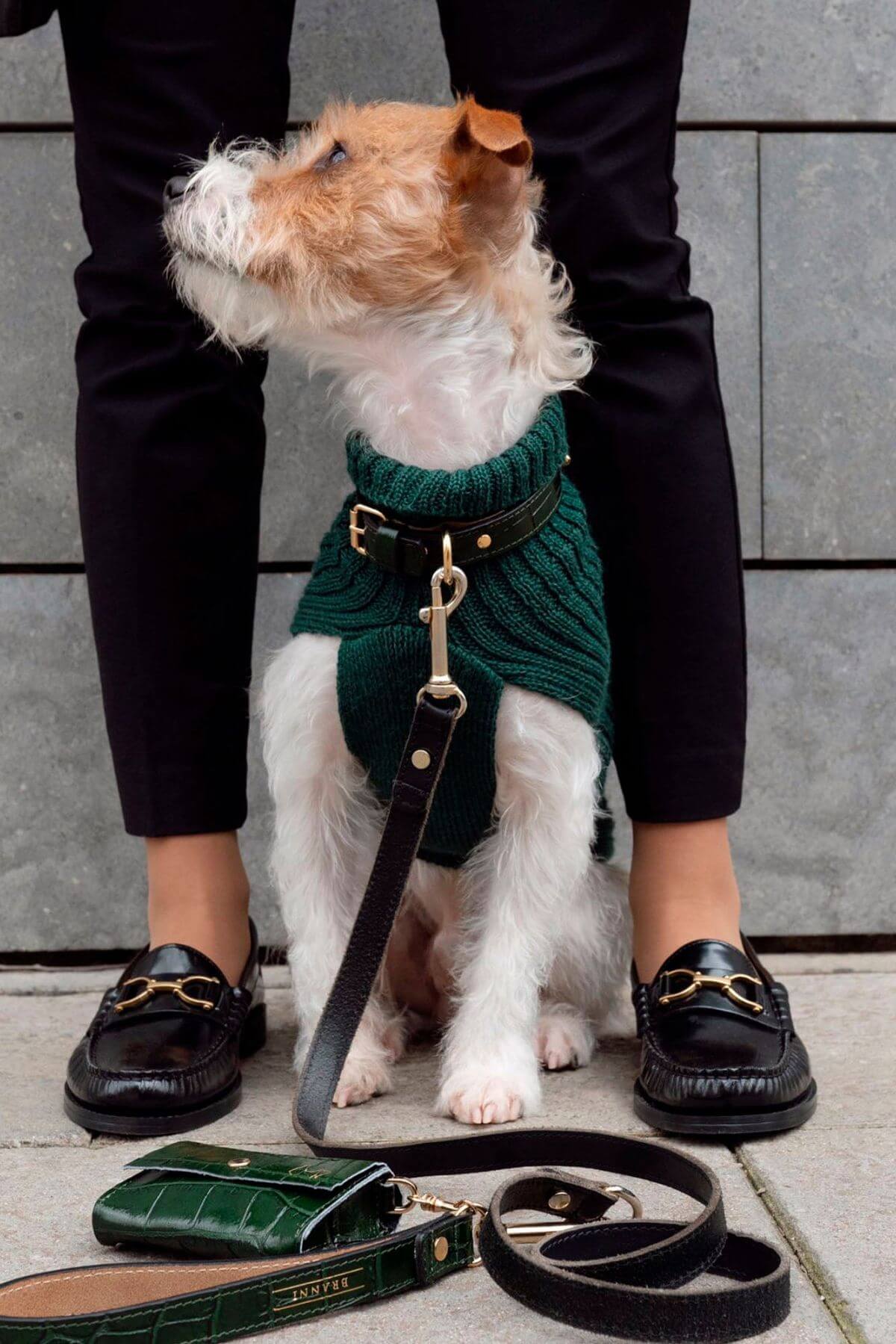 NevoMart Pet Accessories Collection – Stylish and Functional Pet Products